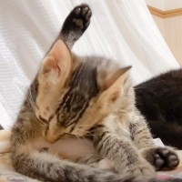 子猫が自分の『お尻のにおい』を嗅いだ結果→可愛すぎる『表情の変化』に癒される人続出「ちょっと笑っちゃった」「不思議な顔が可愛い」