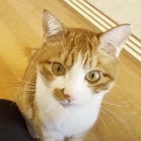 名前を呼ぶと『どこでも駆けつける猫』…なんとか辿り着こうとする姿に悶絶する人続出「愛おしくてたまらない」「抱きしめたくなる」