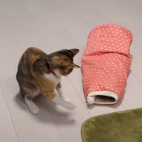 猫が『トンネル型のおもちゃ』の虜になった結果…大興奮ではしゃぐ姿に癒やされる人続出「超お気に入りですね」「ズサーッが可愛い」