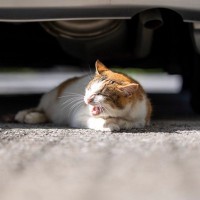 猫にとって『隠れやすい場所』3選　いない…と思ったら探すべき、屋内・屋外の“隠れスポット”