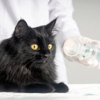 猫も『喘息』になるって本当？原因や症状、治療法など、知っておくべき4つのこと