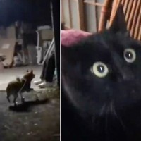 パパが『サプライズ帰宅』→猫と柴犬の反応が…素敵すぎる光景に思わず涙がでると77万再生「幸せのお裾分けありがとう」「泣いた」