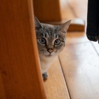 猫と『だるまさんがころんだ』を楽しむコツ4選！そもそもどうして上手にできるかも解説