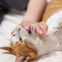 愛猫が『甘噛み』をしてきたら…考えられる4つの理由　痛くないから放置…はダメ？