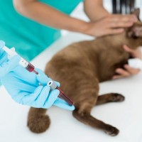 愛猫の『血液型』に関する豆知識3選！人間にあって猫にないのは何型？