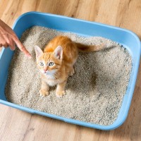 愛猫に『飼い主に嫌われた…』と勘違いをさせてしまうダメ行為3選　誤解を解くためには？