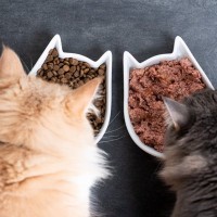 猫を多頭飼育すると起こり得る『食事トラブル』3選　穏やかなごはんタイムのためのできることも