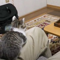 「ガッツリ観てて笑った」飼い主がスポーツ観戦をしていたら、子猫が……まさかの光景が18万再生を突破「家引きこもるレベルで可愛い」の声も