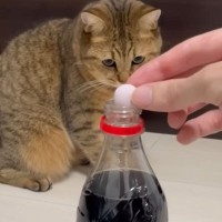 猫が『メントスコーラ』を見た結果……可愛すぎるリアクションが260万再生を突破「ちゃんと見てくれるの可愛い」「笑いと和みをありがとう」