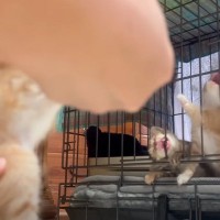 子猫が『ミルク』を待ちきれなくなった結果…予想外の『発言』が19万5000再生を突破「呪文に笑ってしまった」「ウィウィウィウィー」