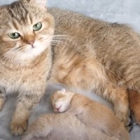 「まさに天使のねんね」お母さん猫の近くで眠っていた子猫…『まさかの表情』が可愛すぎると話題に 「無防備でかわいい」「幸福感UP」の声