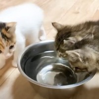 「みんな一緒の行動が可愛いｗｗ」たくさん水を飲んだ3匹の子猫が…"まさかの光景"に「ホームのようにｗ」「足痺れるｗ」と笑顔になる人続出