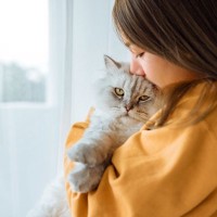 『猫吸い』をたしなむ際に守るべき3つのこと　猫のストレスや病気感染のリスクも