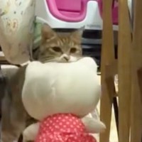 お風呂に入っている間、猫は何してる？『隠し撮り』してみた結果…衝撃的なまでに『可愛すぎる光景』が116万再生「ヤバいかわいい」「尊い」