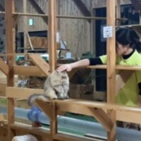 猫のことを撫で撫でしていたら→首は？…『まさかすぎる姿』が311万再生の大反響「おにぎりみたいｗ」「なんで！！なんで！！」と話題に