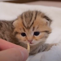 赤ちゃん猫が初めて『チキンの匂いを嗅いだら』……ほほえましい反応が1万5000再生「ほっこりした」「可愛すぎる」と悶絶する人続出