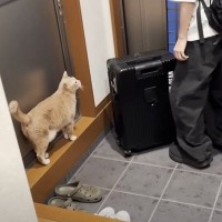 お兄ちゃんが修学旅行に行ったら、猫が……まさかの『切なすぎる姿』が14万再生を突破「抱きしめたくなった」「猫も感じるんだね」の声