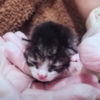 わずか生後1日『ビニール袋で捨てられた子猫』を保護→6ヶ月後の様子が…「涙腺が崩壊した」「最初から最後まで泣いた」と感動する人続出