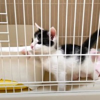 『ケージから出たがっている子猫』→扉が開くと……想像以上の動きに「よちよちしてたのにｗ」「テンション上がりすぎｗ」と笑顔になる人続出