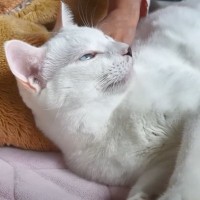 次男から名前を呼ばれたら、嬉しそうに返事をする猫→ママが呼んでみると…全然違う反応が話題に 「親愛MAXの証」「次男の真似して枕でｗ」