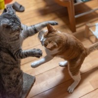 猫同士の『じゃれあい』どこまでが遊びで、どこからがケンカ？見分け方4つと、上手な仲介方法