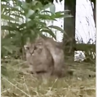 公園にいた野良猫を保護したら、お腹に赤ちゃんが…2年後の『まさかの光景』に涙が止まらないと142万再生「本当にありがとう」「素敵」