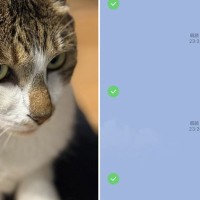 猫の前足に置かれていたスマホを見たら…『衝撃のスタンプを208個送信』に大爆笑「肉球で連投したの？ｗ」「既読ついてるｗ」と899万表示