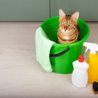 猫に『消毒液』は危険！気をつけるべき3つの理由　代用できるものはある？