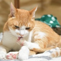 猫が『爪を噛んだり引っ張ったりしている』のはなぜ？3つの理由　やめさせたほうがいい？