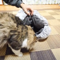 元ボス猫に『ロールクッション』をプレゼントした結果…まさかの『可愛すぎる姿』が37万3000再生「ニヤニヤした」「外の動きでｗｗ」