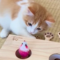 おもちゃでひとり遊びする猫が『ずっと見ていられる』と話題に…"1.7億再生"突破の光景に「見すぎてしまった」「8時間って長いね」の声