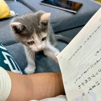 息子が音読をしていたら、子猫が……まさかの『尊すぎる光景』が113万表示の大反響「大人しく聞いてる…」「眼差しが可愛い」と悶絶の声