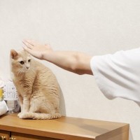 お兄ちゃんが修学旅行から帰ってきたら、猫が……まさかの『愛おしすぎる姿』が18万再生「はあー胸が苦しい」「可愛すぎて涙がでてきた」