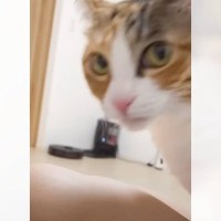 飼い主の『足のにおい』を嗅いだ猫…想像以上の『変顔』が961万再生「流れが本当に面白いｗ」「耳が後ろにいくのマジで好き」の声