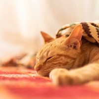 愛猫にやってはいけない『間違った寒さ対策』4選　洋服着せるのはあり？なし？