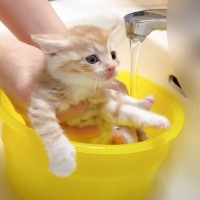 子猫が『はじめてのシャンプー』で……尊すぎる表情が25万3000再生の大反響「ニヤニヤしちゃう」「可愛いを連呼したい」と悶絶する人続出