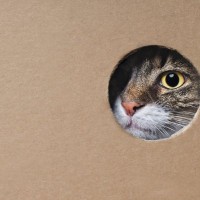 猫の液体化、解明のカギ？「猫は自分が入れる空間を正確に判断できる」ハンガリーの研究者が実験