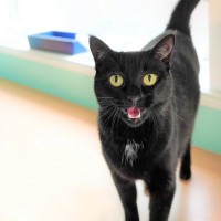 古いボイラーに向かって大声で鳴き続ける愛猫が、飼い主の命を救った！スペイン