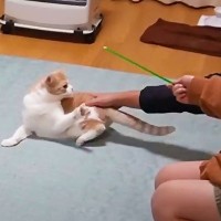 長女と仲良く遊ぶ猫、途中でパパが触ったら…まさかの『思春期』発動に爆笑！1.2万再生「素敵な家族ｗ」「パパさんさみしい…ｗｗ」