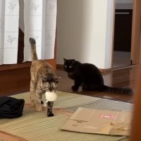 甘えるところを後輩に見られた先輩猫…予想外すぎる行動をとる姿に「心情が伝わってくるｗ」「プライドに吹いた」と7万4000再生を突破