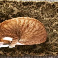 猫の『丸まり方』3つのパターン別に愛猫のキモチを解説　アンモニャイトに秘められた意味とは？