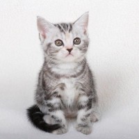 猫種名とは別に『あだ名』をつけられた純血種4選　知ると猫の特徴や魅力がよりわかる！