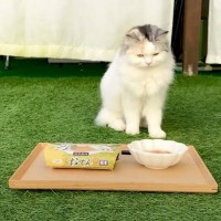 庭で凍えている猫に『おでん』をあげてみたら…微笑ましすぎる光景が23万4000再生「めちゃめちゃ可愛い」「猫用なんてあるんだ！」