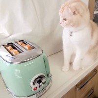 トースターが気になっている猫→『食パンが飛び出した瞬間』…可愛すぎる反応が440万再生「パンと一緒にｗ」「真剣に見てたらびっくりｗ」