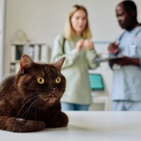 愛猫の『かかりつけの先生』はどう選ぶ？診察時に話しておきたい"こんな事"を現役獣医が解説