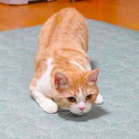 妹を捕まえたい姉猫→『臨戦態勢』に入って…まさかの『お尻フリフリ』に爆笑！4万4000再生「突っ込みどころ満載ｗ」「微笑ましい光景」