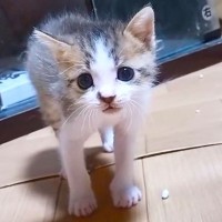 「戦闘力1ｗ」眼鏡しないで子猫に近づいたら全力警戒されて…"可愛すぎる威嚇"が131万再生「キュンキュン声ｗ」「威嚇になってないｗ」