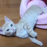 ベッドからはみ出て寝ていた子猫…『まさかの状況』に気づいた瞬間が167万再生を突破「本当に可愛すぎ」「サウナに入るおじさんみたい」