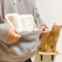 パーカーのポケットに『猫を入れてみた』結果…まさかの『可愛すぎる光景』が144万再生を突破「流れるようにｗ」「覚えてろよみたいな顔ｗ」