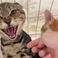 『弟を守るために戦ってきた元野良猫』→孫の手で撫でられていると…思わぬ姿が44万再生「我に返る瞬間がたまらん」「いじらしさに泣きそう」